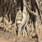 【アユタヤ】木の根の中に仏頭が？！神秘的「ワット・マハータート」
